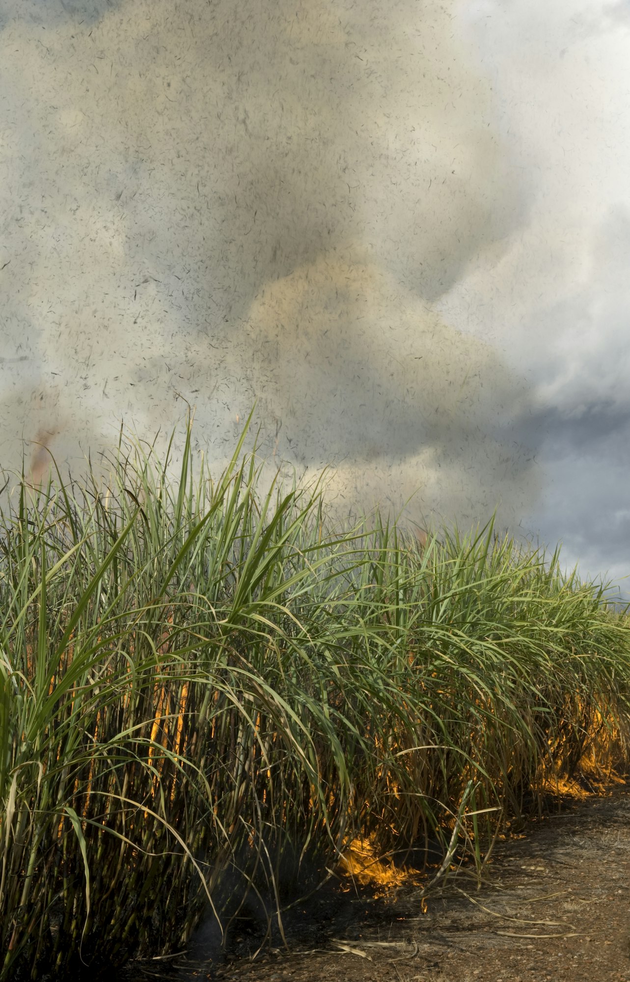 Sugarcane field